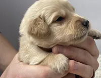 Guy, a male Golden Retriever for sale in Fair Play, SC – Photo 3 of 5