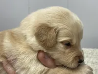 Guy, a male Golden Retriever for sale in Fair Play, SC – Photo 4 of 5