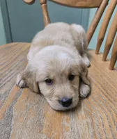 Sparrow , a male Golden Retriever for sale in Fair Play, SC – 3 of 8