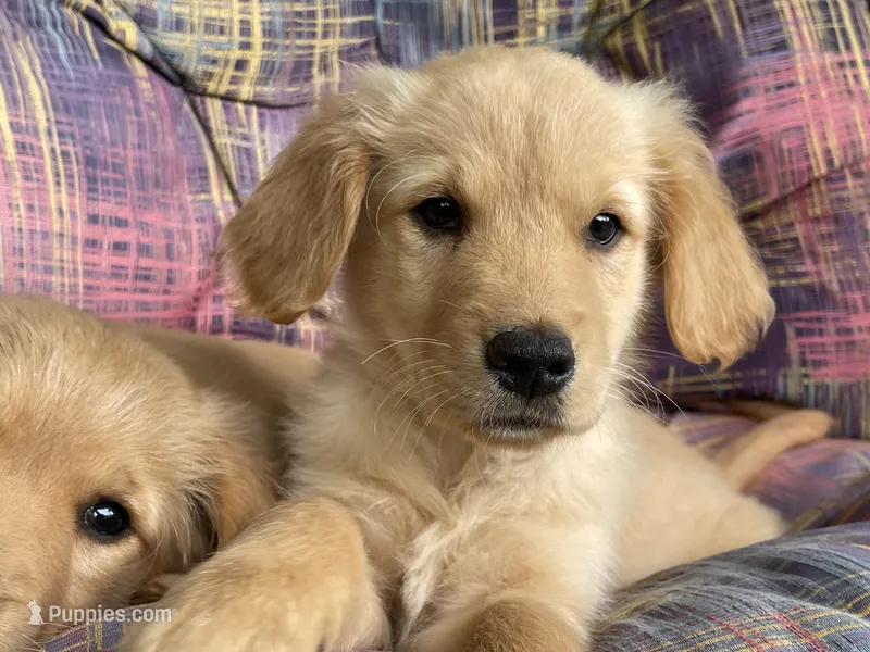 Guy – Golden Retriever puppy for sale in Fair Play, SC