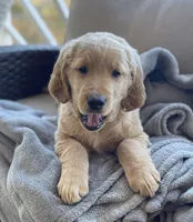 Trombone , a male Golden Retriever for sale in Fair Play, SC – Photo 2 of 9