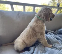 Trombone , a male Golden Retriever for sale in Fair Play, SC – Photo 8 of 9