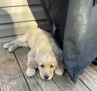 Trombone , a male Golden Retriever for sale in Fair Play, SC – Photo 4 of 9