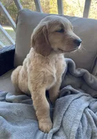 Trombone , a male Golden Retriever for sale in Fair Play, SC – Photo 6 of 9