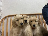 Trombone , a male Golden Retriever for sale in Fair Play, SC – Photo 9 of 9