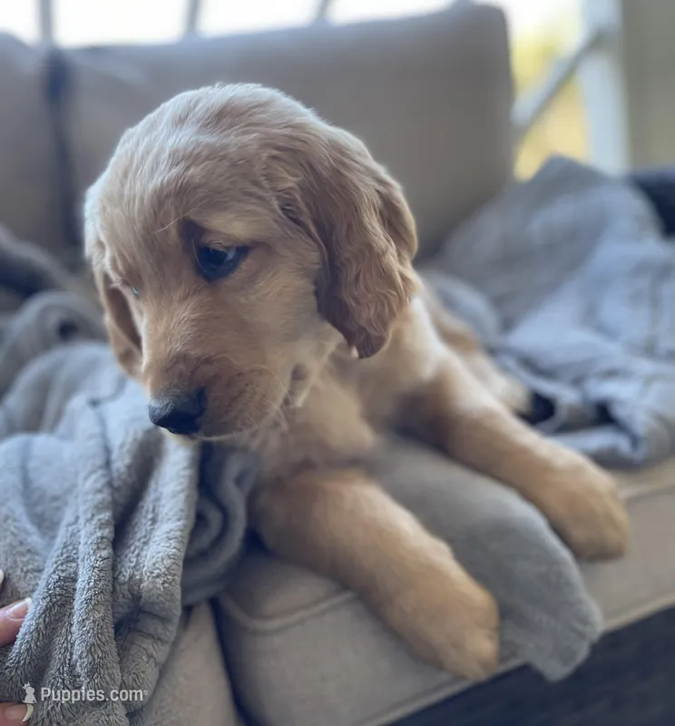 Trombone , a male Golden Retriever for sale in Fair Play, SC – Photo 1 of 9