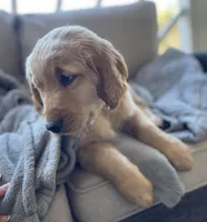 Trombone , a male Golden Retriever for sale in Fair Play, SC – Photo 1 of 9