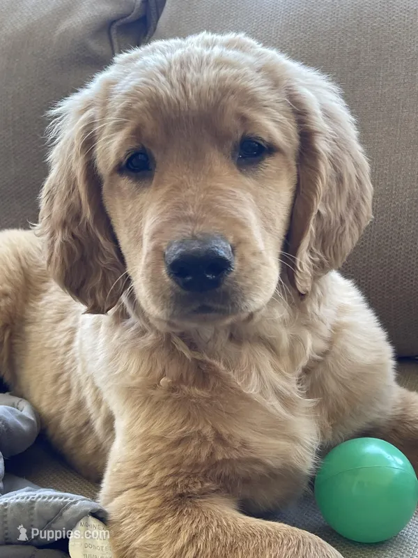 Trombone  – Golden Retriever puppy for sale in Fair Play, SC
