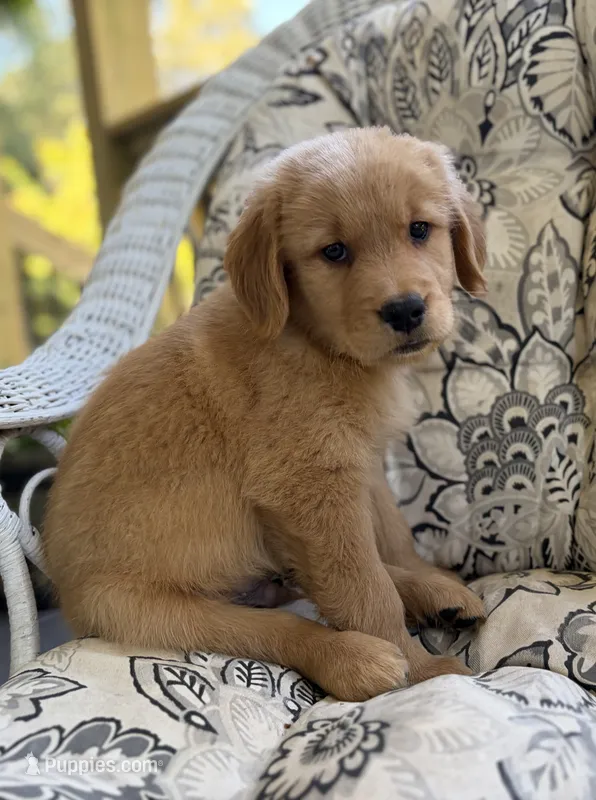 Tony  – Golden Retriever puppy for sale in Fair Play, SC
