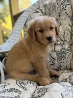 Tony , a male Golden Retriever for sale in Fair Play, SC – 1 of 8