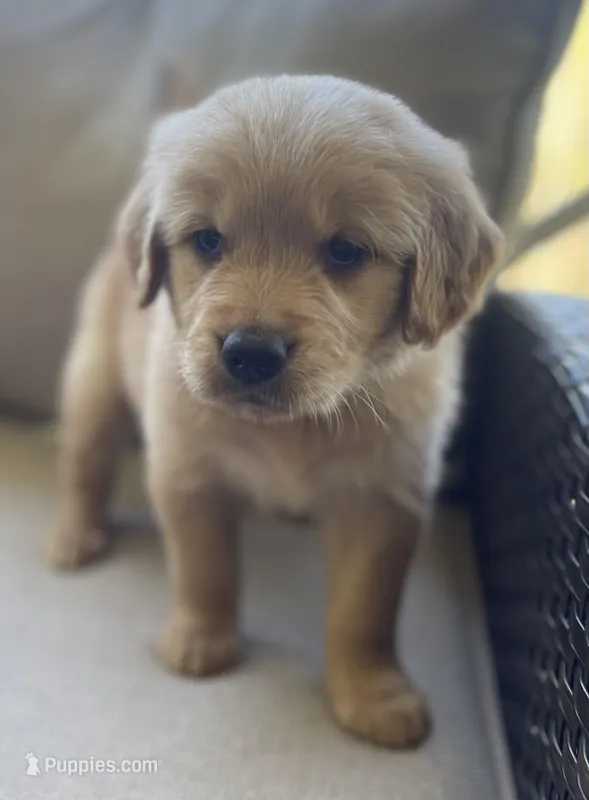 Walter – Golden Retriever puppy for sale in Fair Play, SC