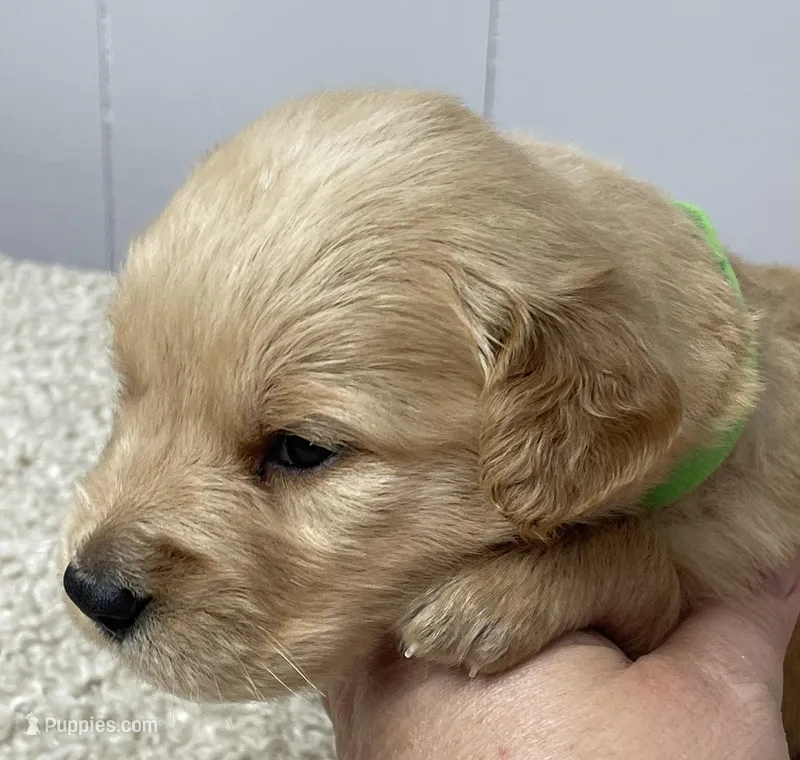 Walter – Golden Retriever puppy for sale in Fair Play, SC