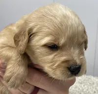 Walter, a male Golden Retriever for sale in Fair Play, SC – Photo 3 of 9