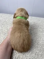 Walter, a male Golden Retriever for sale in Fair Play, SC – Photo 6 of 9