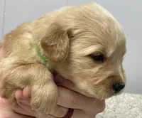 Walter, a male Golden Retriever for sale in Fair Play, SC – Photo 4 of 9