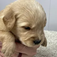 Walter, a male Golden Retriever for sale in Fair Play, SC – Photo 5 of 9