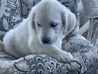 processed/d196b536-ee9b-4ec0-b0ed-8e5a6cf92b25/listing/5868ae0c-5254-43d1-aa1e-0e564cf17057/ada8d9ad-3551-4c5b-a344-f91111e9d27a