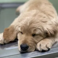 Goldenrod, a female Golden Retriever for sale in Fair Play, SC – Photo 2 of 7