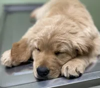 Goldie, a female Golden Retriever for sale in Fair Play, SC – Photo 2 of 9