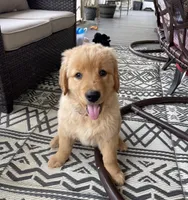 Goldenrod, a female Golden Retriever for sale in Fair Play, SC – Photo 6 of 7