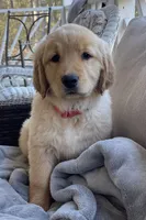 Goldie, a female Golden Retriever for sale in Fair Play, SC – Photo 1 of 9