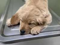 Goldie, a female Golden Retriever for sale in Fair Play, SC – Photo 8 of 9