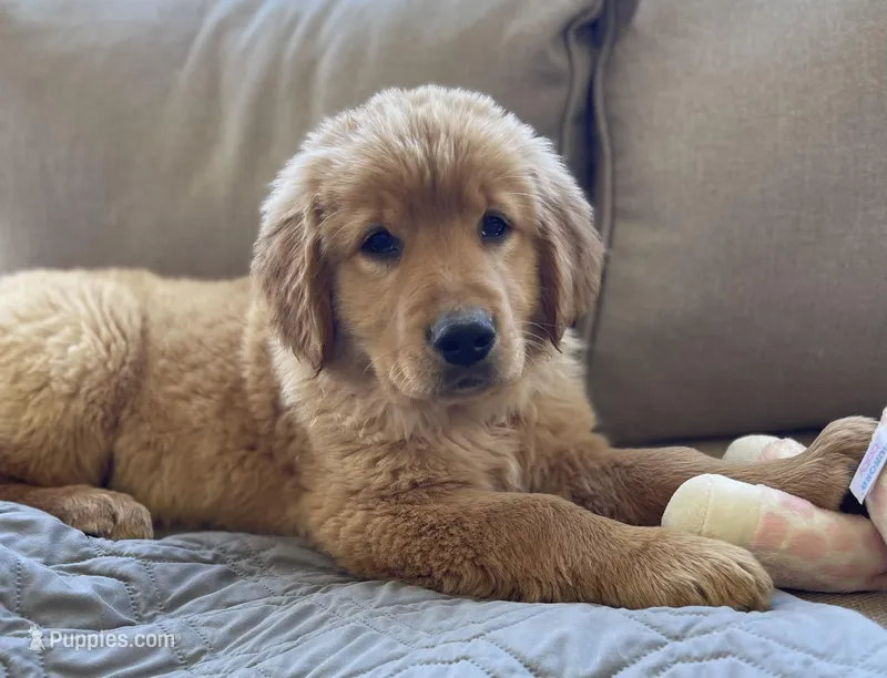 Goldenrod – Golden Retriever puppy for sale in Fair Play, SC