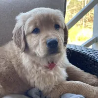 Goldenrod, a female Golden Retriever for sale in Fair Play, SC – Photo 5 of 7