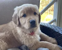 Goldie, a female Golden Retriever for sale in Fair Play, SC – Photo 7 of 9