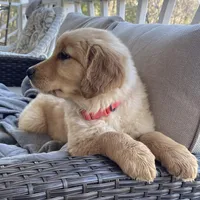 Goldenrod, a female Golden Retriever for sale in Fair Play, SC – Photo 4 of 7