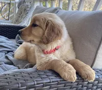 Goldie, a female Golden Retriever for sale in Fair Play, SC – Photo 6 of 9