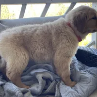 Goldenrod, a female Golden Retriever for sale in Fair Play, SC – Photo 3 of 7