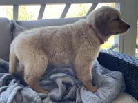 Goldie, a female Golden Retriever for sale in Fair Play, SC – Photo 5 of 9