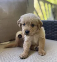 Berry, a male Golden Retriever for sale in Fair Play, SC – Photo 2 of 8