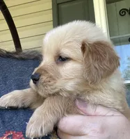 Berry, a male Golden Retriever for sale in Fair Play, SC – Photo 7 of 8