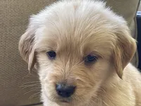 Berry, a male Golden Retriever for sale in Fair Play, SC – Photo 8 of 8