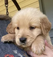 Berry, a male Golden Retriever for sale in Fair Play, SC – Photo 4 of 8