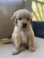 Berry, a male Golden Retriever for sale in Fair Play, SC – Photo 3 of 8