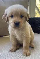 Berry, a male Golden Retriever for sale in Fair Play, SC – Photo 5 of 8