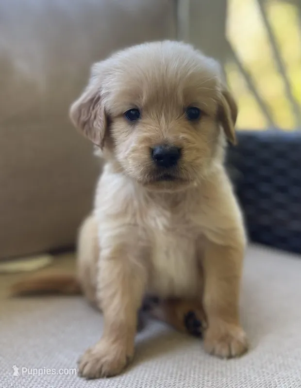 Berry – Golden Retriever puppy for sale in Fair Play, SC