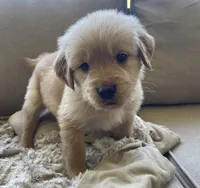 Berry, a male Golden Retriever for sale in Fair Play, SC – Photo 6 of 8