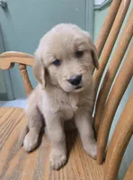 Tony , a male Golden Retriever for sale in Fair Play, SC – 4 of 7
