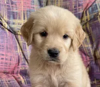 Belle, a female Golden Retriever for sale in Fair Play, SC – Photo 3 of 10