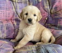 Belle, a female Golden Retriever for sale in Fair Play, SC – Photo 7 of 10