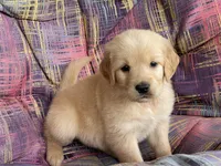 Belle, a female Golden Retriever for sale in Fair Play, SC – Photo 10 of 10