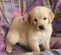 Belle, a female Golden Retriever for sale in Fair Play, SC – Photo 5 of 10