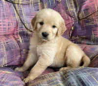 Belle, a female Golden Retriever for sale in Fair Play, SC – Photo 6 of 10