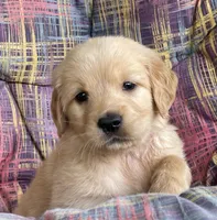 Belle, a female Golden Retriever for sale in Fair Play, SC – Photo 2 of 10