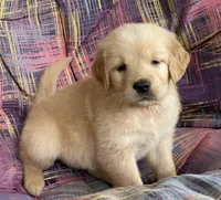 Belle, a female Golden Retriever for sale in Fair Play, SC – Photo 8 of 10