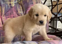 Belle, a female Golden Retriever for sale in Fair Play, SC – Photo 4 of 10